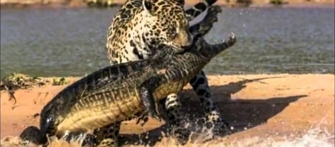 Πεινασμένος κροκόδειλος κατασπαράζει μια λεοπάρδαλη (βίντεο)